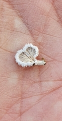 Schizophyllum commune