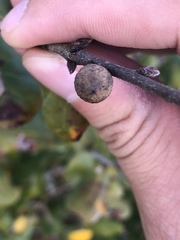 Disholcaspis quercusomnivora