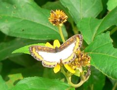 Nymphidium caricae