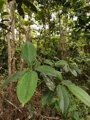 Miconia hondurensis image