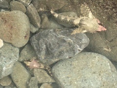 Oligocottus rubellio