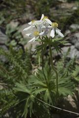 Anemonastrum fasciculatum