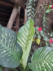 Dieffenbachia