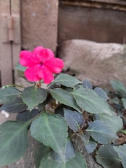 Impatiens walleriana