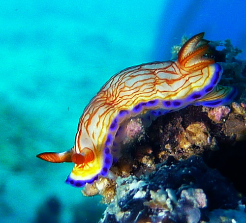 Hypselodoris katherinae
