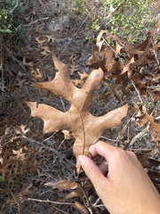 Quercus laevis image