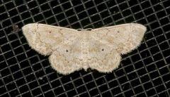 Idaea obfusaria
