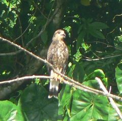 Rostrhamus sociabilis