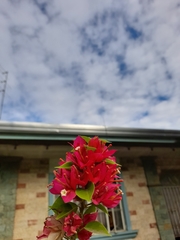 Bougainvillea