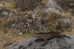 Anolis anisolepis