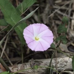 Convolvulus erubescens