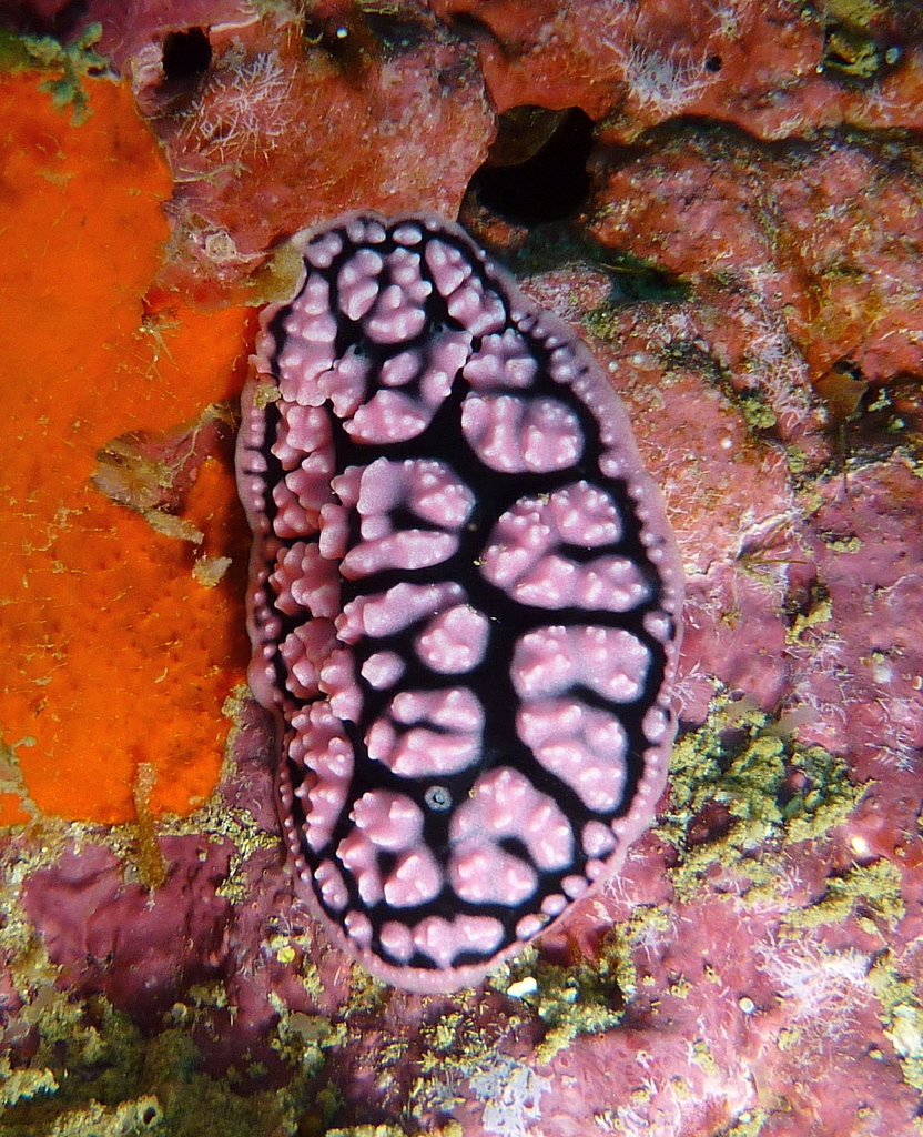 pustular phyllidia