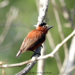 Picumnus cinnamomeus