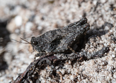 Paratettix argillaceus