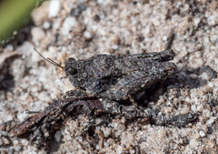 Paratettix argillaceus