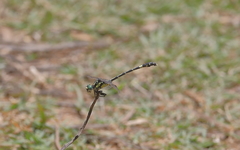 Austroepigomphus praeruptus