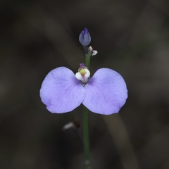 Comesperma defoliatum