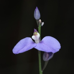 Comesperma defoliatum
