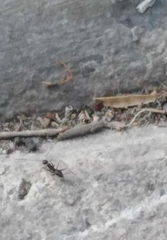 Paratrechina longicornis