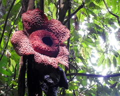 Rafflesia micropylora