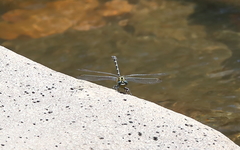 Hemigomphus