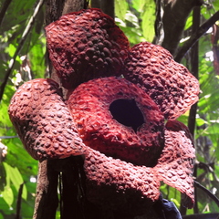 Rafflesia micropylora