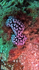 Phyllidiella pustulosa