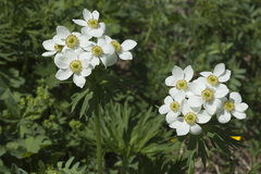 Anemonastrum fasciculatum