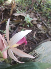 Phaius