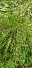 Carex longebrachiata