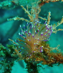 Unidentia aliciae