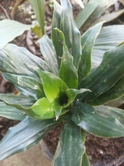 Dracaena fragrans compacta