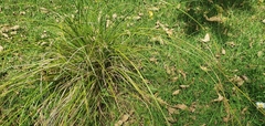 Carex longebrachiata