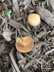 Agaricales