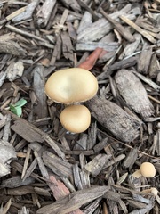 Agaricales