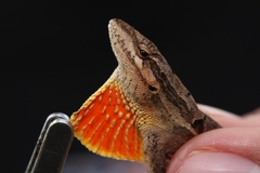 Anolis anisolepis