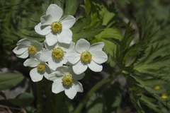 Anemonastrum fasciculatum