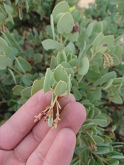 Arctostaphylos glauca