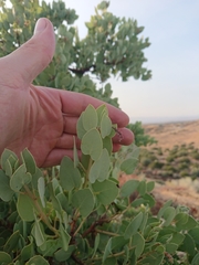 Arctostaphylos glauca