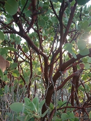 Arctostaphylos glauca