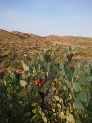 Arctostaphylos glauca