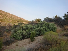 Arctostaphylos glauca