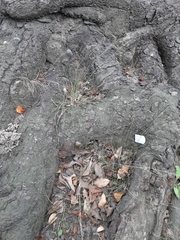 Poa imbecilla