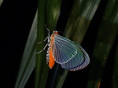 Euplocia membliaria