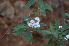 Tournefortia hartwegiana