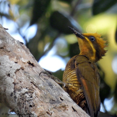 Piculus chrysochloros