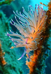 Unidentia aliciae