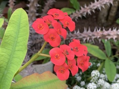Euphorbia milii