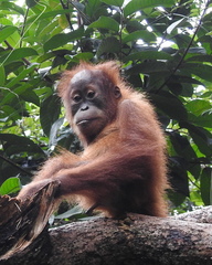 Pongo abelii
