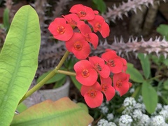 Euphorbia milii
